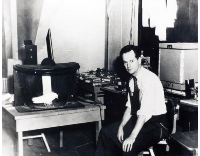 B.F. Skinner working with a pigeon in an operant chamber at Indiana University, circa 1947